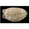 Image 1 : 4 5/8" RARE Turtle Shell Bowl/Spoon