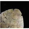 Image 3 : 4 5/8" RARE Turtle Shell Bowl/Spoon