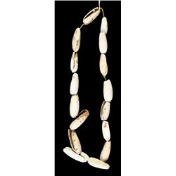 22" Cherokee Shell Necklace Jackson COA