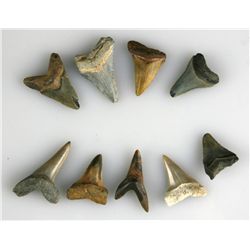 9 Fossil Shark Teeth