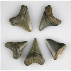 5 Fossil Megalodon Teeth