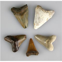 5 Fossil Megalodon Teeth