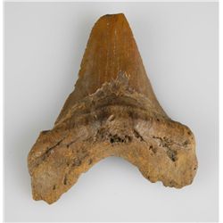 3 7/8" Megalodon (subauriculatus) Shark Tooth