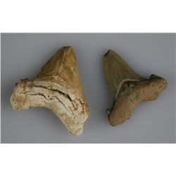 Pair of C. chubutensis Shark Teeth