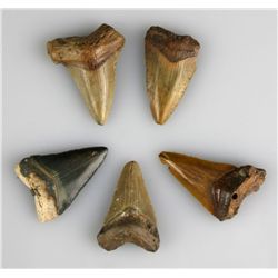 5 Fossil Megalodon Teeth.