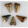 Image 1 : 5 Fossil Megalodon Teeth.