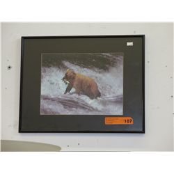 Framed print of a Bear
