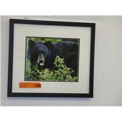 Framed print of a Bear