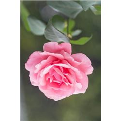 14K White Gold Diamond Micro Prong Cathedral Engagement Ring