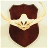 Image 1 : Wart Hog Tusk Mount