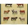 Image 3 : Snake River Cattleman's Assn Champion Sires Poster