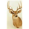 Image 1 : White Tail Shoulder Mount