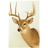 Image 2 : White Tail Shoulder Mount