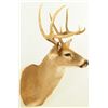 Image 3 : White Tail Shoulder Mount