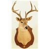 Image 1 : White Tail Shoulder Mount