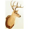 Image 3 : White Tail Shoulder Mount