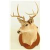 Image 1 : White Tail Buck Shoulder Mount