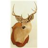 Image 2 : White Tail Buck Shoulder Mount