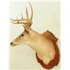 Image 3 : White Tail Buck Shoulder Mount