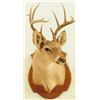 Image 1 : White Tail Buck Shoulder Mount