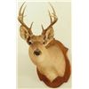 Image 2 : White Tail Buck Shoulder Mount