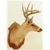 Image 3 : White Tail Buck Shoulder Mount