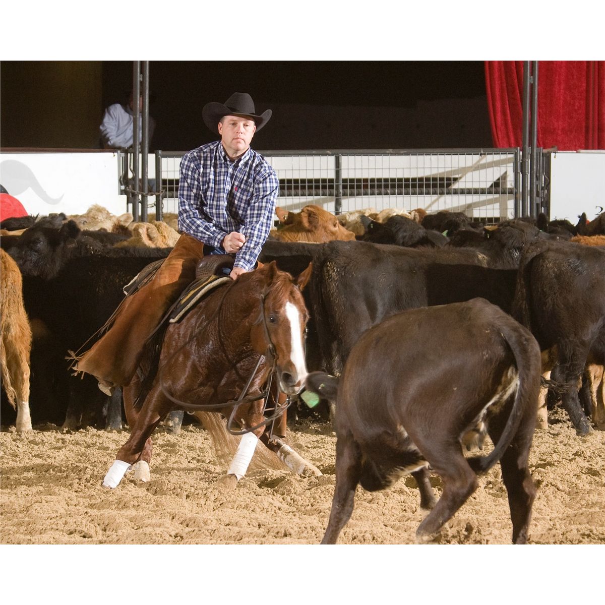 CAT A REY - AQHA Stallion