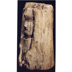 Old Tsimshian Carved Cedar Stump ca. 1920  27" H. 15" W.  Fair Condition                         …