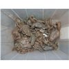 Image 1 : MAGNOLIA CASE OF 25 SCREEN USED FROGS HAND PICKED ALL INTACT