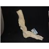 Image 1 : SEVERED THING LIKE ALIEN LEG WITH FOOT