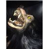 Image 2 : WEREWOLF BABY LATEX PUPET FROM UNKNOWN PRODUCTION