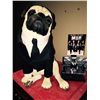 Image 1 : MEN IN BLACK REPLICA FRANK THE PUG DISPLAY