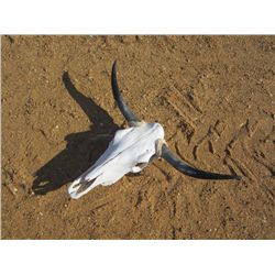 SKULL W/HORNS