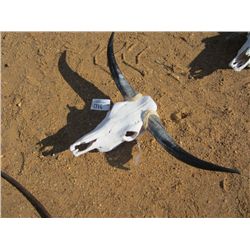 SKULL W/HORNS