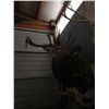 Image 1 : Elk Shoulder Mount