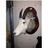 Image 1 : Mountain Goat Shoulder Mount