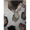 Image 1 : white tail deer mount
