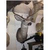 Image 1 : Mule Deer Head Mount