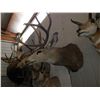 Image 1 : Mule Deer Head Mount