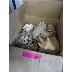 Box of sea shells