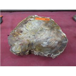 Slice of polished petrified wood - agate hard