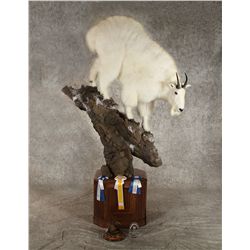 Life size NA Sheep & Mt Goat Mount