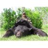Image 2 : Manitoba Black Bear Hunt
