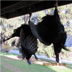 Parent and Child Gobbler Hunt in PA