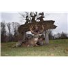 Image 1 : Illinois Trophy Whitetail Archery Hunt