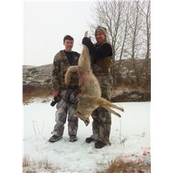 "All You Can Shoot" Coyote Hunt in Alberta