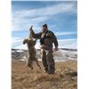 Image 4 : "All You Can Shoot" Coyote Hunt in Alberta