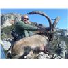 Image 1 : 3 Day Free Range Iberian Mouflon in Spain