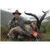 Image 2 : 3 Day Free Range Iberian Mouflon in Spain