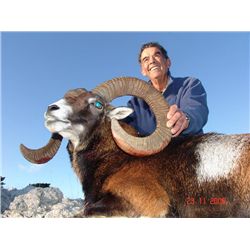 European Muflon Sheep Hunt in Croatia